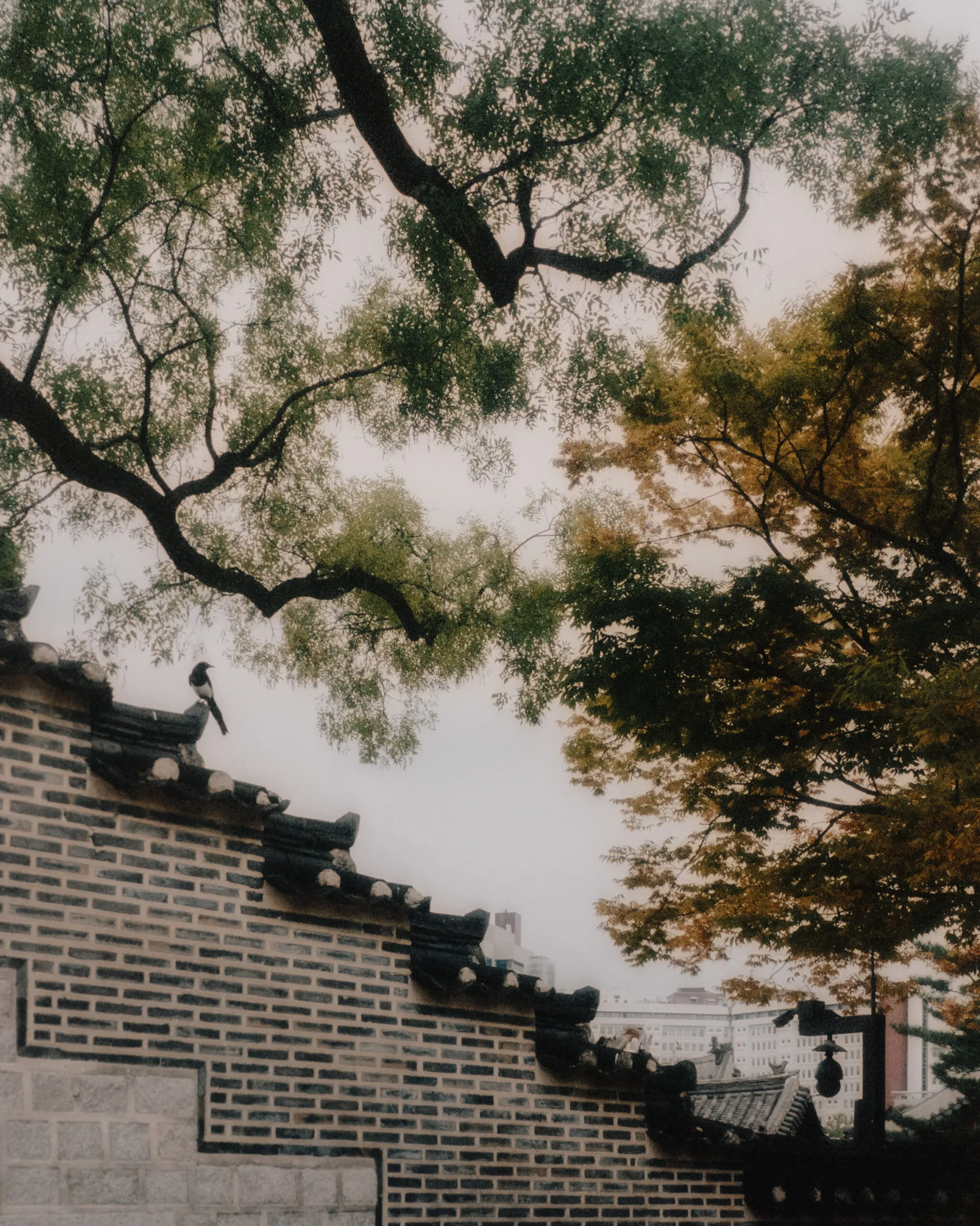 Changdeokgung Secret Garden